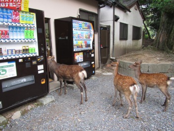 5206 - walking around Nara for the first time