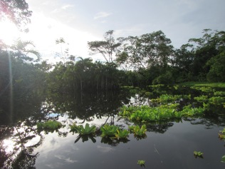 13127 - Day 3 on our river cruise of the Amazon (Rio Napo)